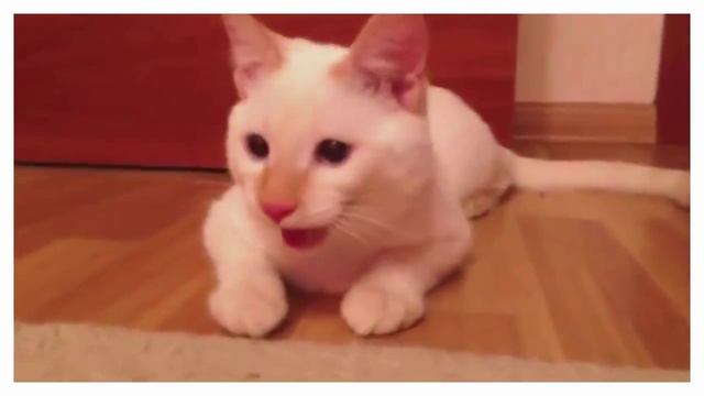 Коты дышат как собаки) смотреть онлайн