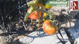 Негламурный огород 11. Не потерять урожай: защитим зеленые томаты от фитофторы.