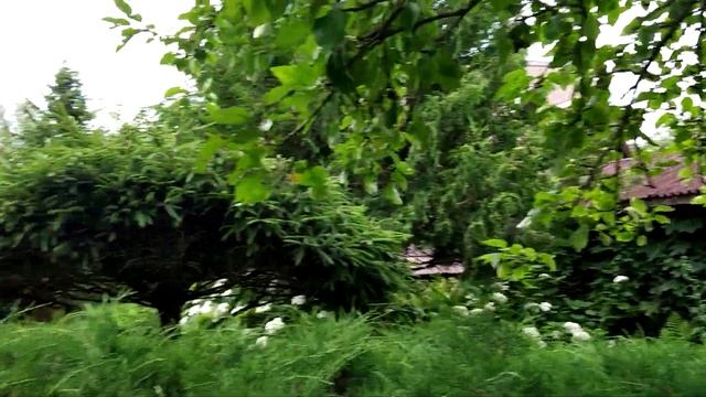 САД ЛЕГКОГО УХОДА. Формирование хвойных. смотреть онлайн