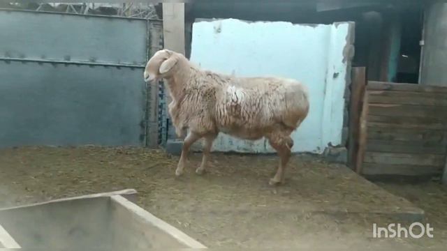 📲+996500771810 цена 100000сом арашан баран производитель | АРАШАН КОЙЛОРУ