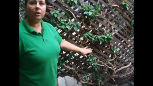 обрезка жимолости каприфоль