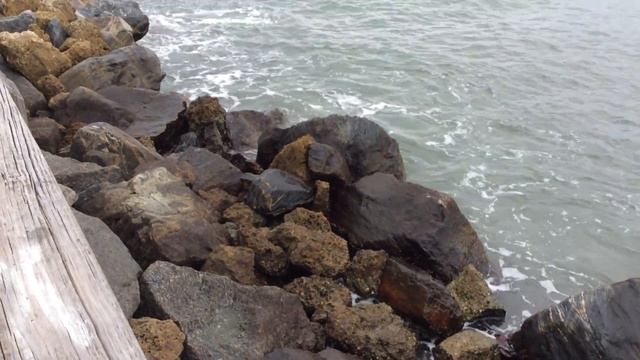 Port Canaveral (Florida) смотреть онлайн