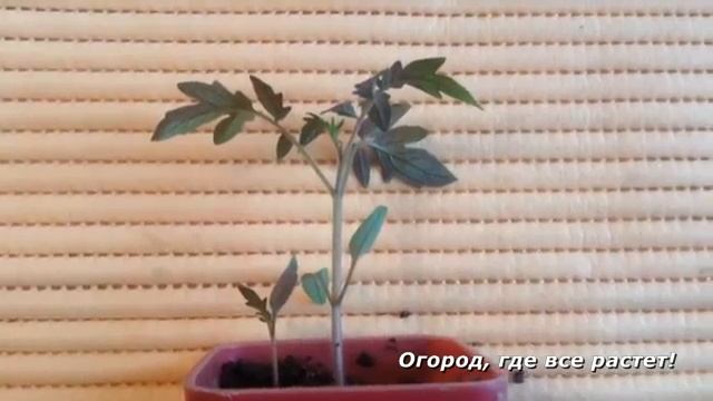 У помидор сиреневые листья, нужно срочно спасать.mp4 смотреть онлайн