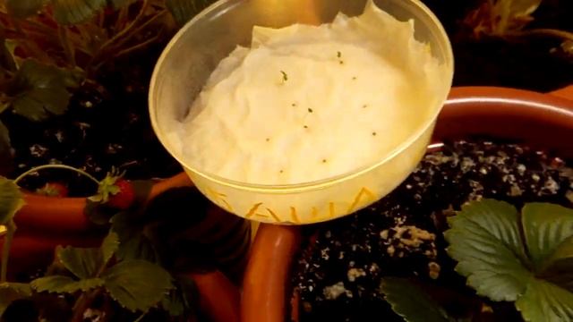 Выращивание дома ремонтантная клубника земляника strawberry на окне 23.01.19. Семена прорастают. смотреть онлайн