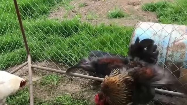 Куры породы брама, а также яйца под инкубатор или квочку, Циплята брама белые, голубокуропатчатые! смотреть онлайн