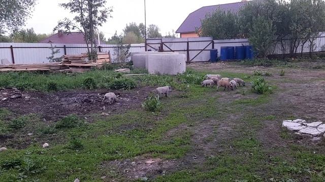 Венгерская мангалица мясо с характером смотреть онлайн
