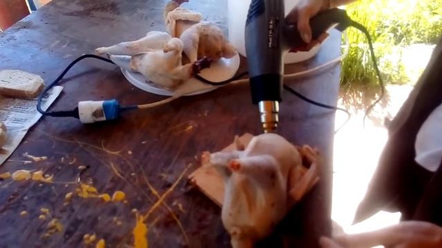 Строительный фен!палим кур! смотреть онлайн