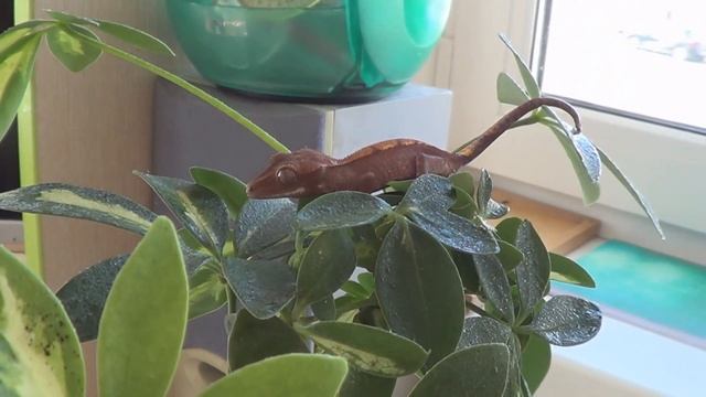 Реснитчатый бананоед смотреть онлайн