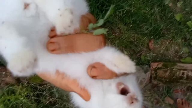 bunny rabbit scream || the cutest baby bunny rabbit compilation ever || Gappus Family смотреть онлайн