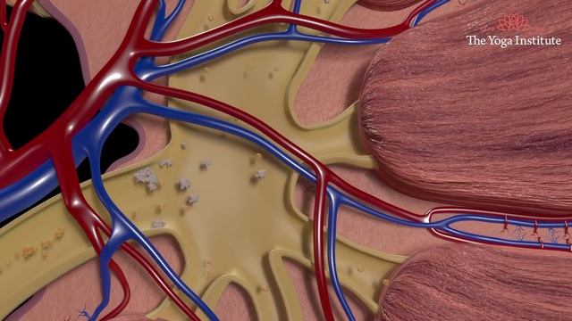 Health Tips || Top 3 nutritious kidney detox drinks | Dr. Hansaji Yogendra смотреть онлайн