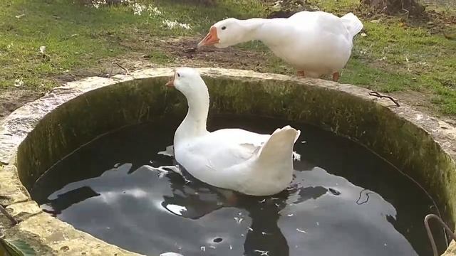 Гуси мои гуси ! ! !