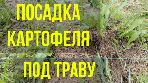 Быстрая посадка картошки под траву для ленивых огородников.