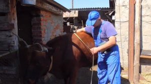 Как определить вес быка без весов с помощью линейки Бажениты