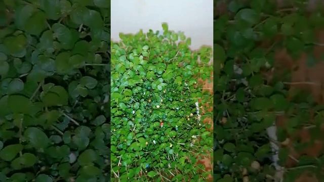 Soleirolia Soleirolia, Helexine ? смотреть онлайн