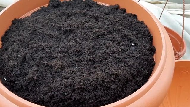 Бегония из семян Пересаживаю в кашпо на ПМЖ смотреть онлайн