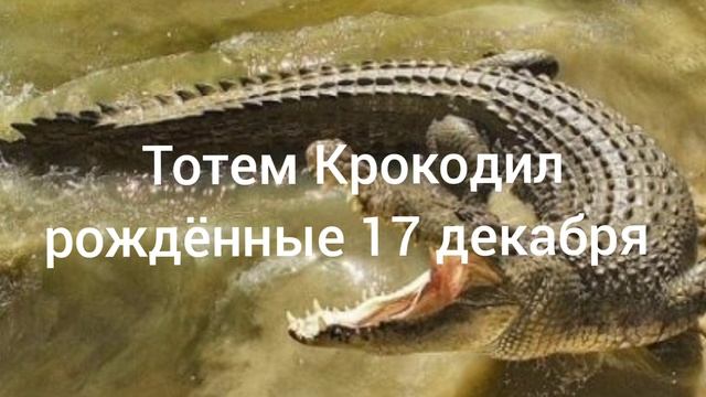Тотем Крокодил рождённые 17 декабря смотреть онлайн