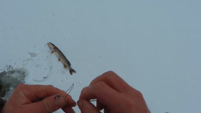 ЖОР ЩУКИ! Друг Андрюха. Снимаю жерлицы. смотреть онлайн