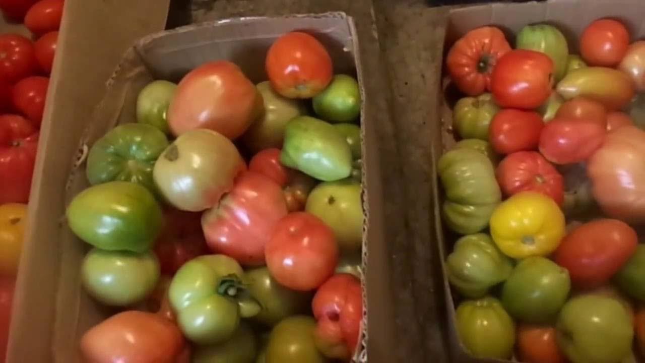 Как Ускорить Созревание Томатов и Перцев в Домашних Условиях. смотреть онлайн