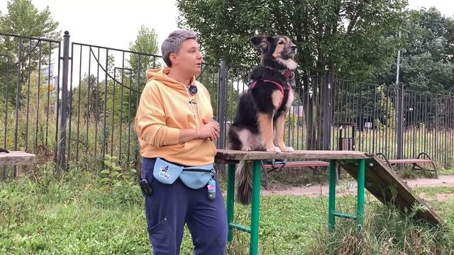 Что случилось, Усы? Как научить собаку защищать смотреть онлайн