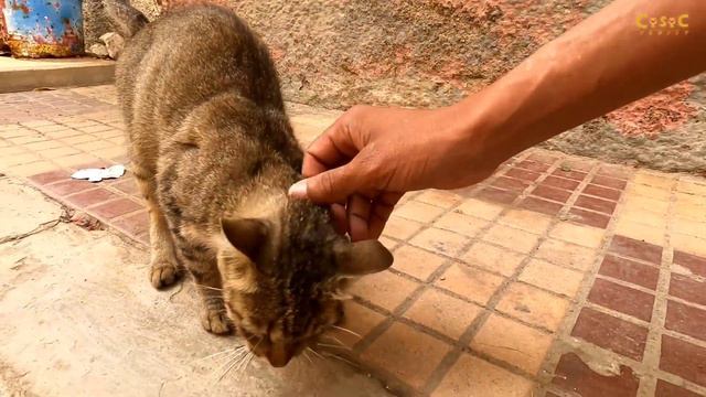 The Tabby Cat Comes Running For Love And Food.