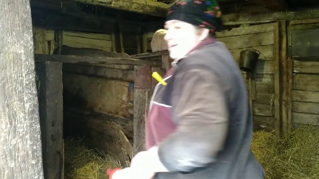 Как прошел отёл Зорьки// Выпайка телёнка//Вернули антибрык. смотреть онлайн