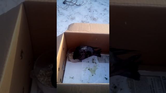 На волю птичку выпускаю. смотреть онлайн