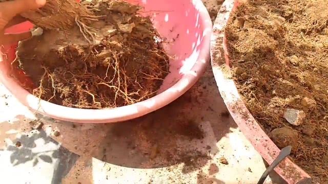 Bougainvillea Bonsai : How to make Bougainvillea Bonsai - Grow Bougainvillea Bonsai in bonsai pot смотреть онлайн