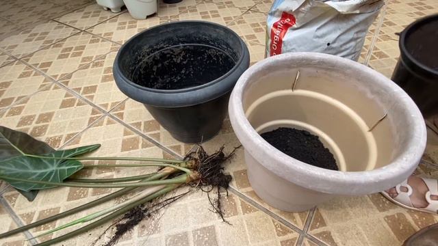 Alocásia | Mudas e Replante | Nossa Vida é sem Frescuras! смотреть онлайн