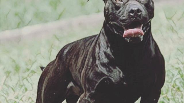 Original Real Working Game American Pitbull Terrier. The Tribute, the artwork apbt, the package. смотреть онлайн