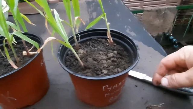 Корневая система кукурузы с протравителем и без. смотреть онлайн