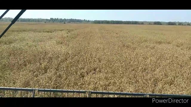 каша пшенная. или просо. смотреть онлайн