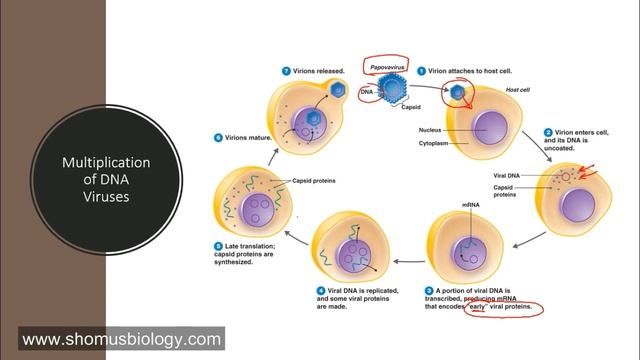 DNA virus replication | Virus life cycle смотреть онлайн