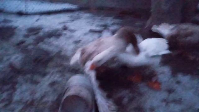 #гусиные бои #БелыйГорьковскийпортивКомогора смотреть онлайн