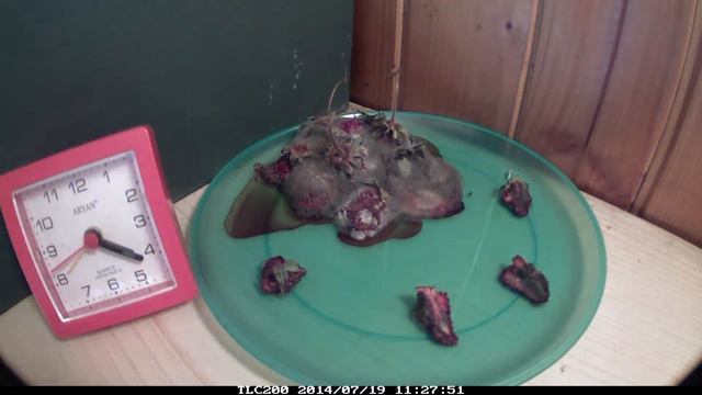 Decomposition of Strawberries - time lapse ( gnijące truskawki ) rozkład смотреть онлайн