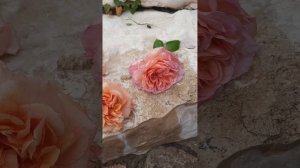 Сравнение роз Абрахам Дерби,  Версайни и Чиппендейл