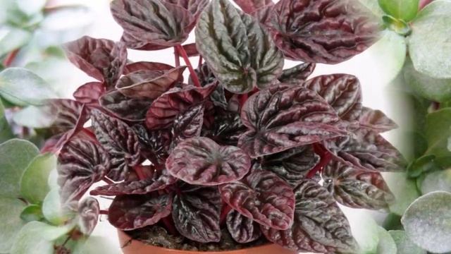 Variegated Peperomia Orba смотреть онлайн