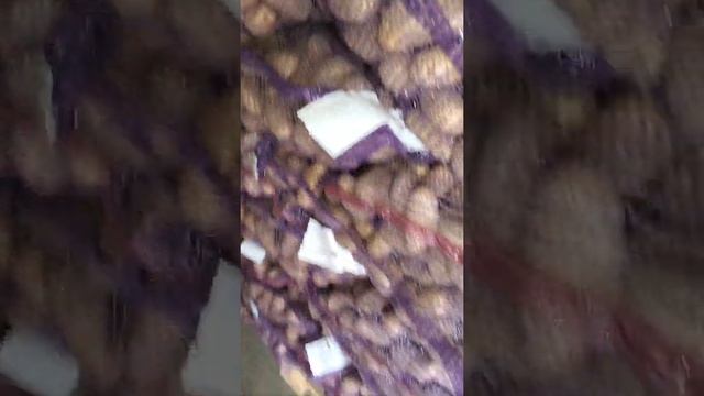 Картофель Гранада Брянская область смотреть онлайн
