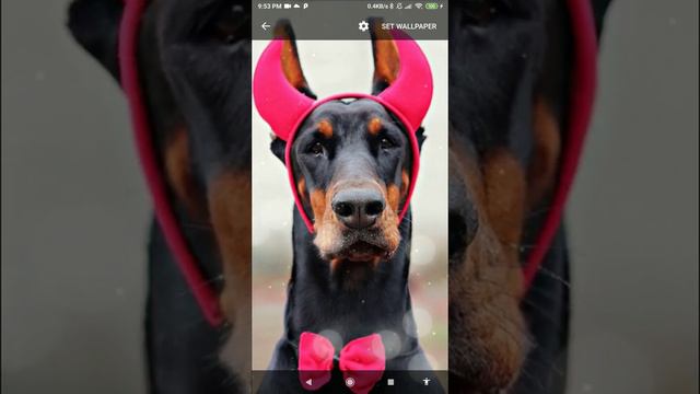 doberman pinscher wallpaper смотреть онлайн