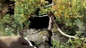 Ниваки (Садовый бонсай) из туи западной вересковидной. Часть 1.
