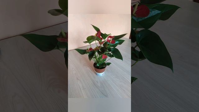 Домашние цветы , Мужское счастье , Антириум , Орхидея , Монстера , комнатные цветы , смотреть онлайн