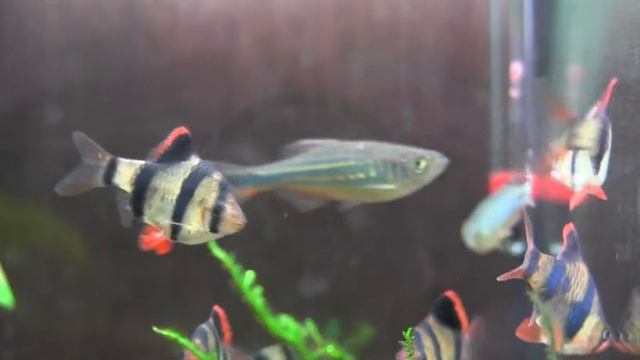 Аквариум / Aquarium - Мистер улитка смотреть онлайн