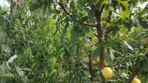 Диплоидная слива То Че Сан/TC Sun®