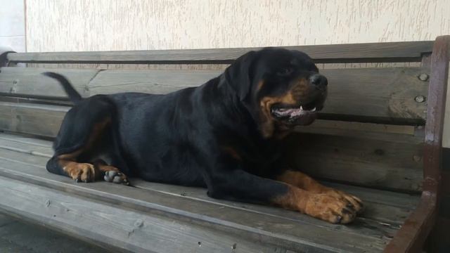 Ротвейлер Нора. Разговор ротвейлера смотреть онлайн