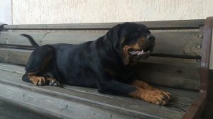 Ротвейлер Нора. Разговор ротвейлера