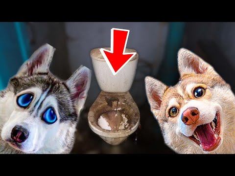 НАС ЗАСТАВИЛИ МЫТЬ УНИТАЗ!! (Хаски Бандит) Говорящая собака смотреть онлайн