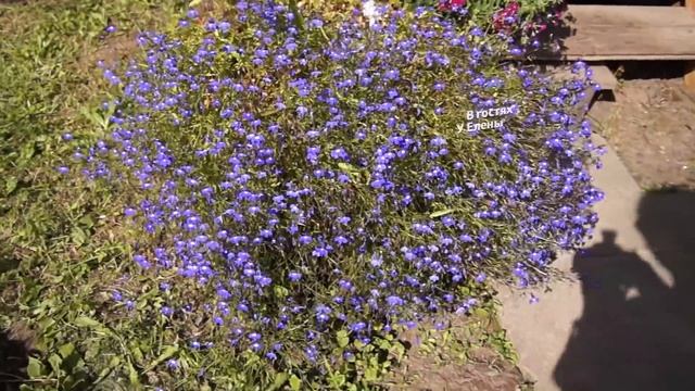 ВИТАМИНЫ НА ЗИМУ ЛЕЧО смотреть онлайн