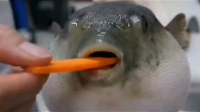 рыбу фугу кормят морковью)))) смотреть онлайн
