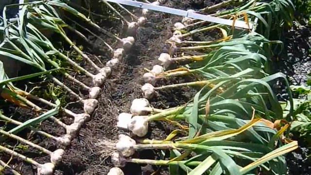 СОВСЕМ НЕ ТРУДНО ВЫРАСТИТЬ ЧЕСНОК С КУЛАК! Советы по Уборке и Хранению Чеснока. (28.07.18) смотреть онлайн