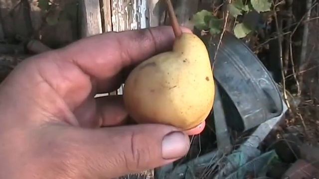 Ем последнюю грушу 25 октября