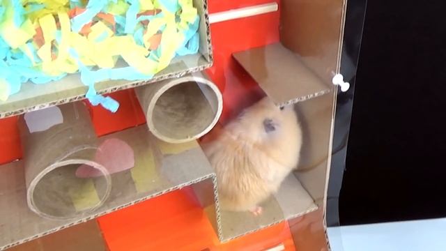 Hamster KING-OF-THE-HILL Maze смотреть онлайн